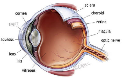 human retina